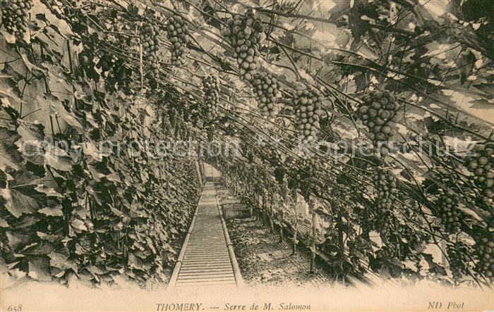 Thomery Serre de M. Salomon