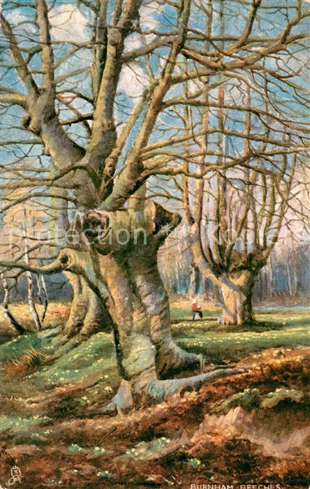 Burnham Beeches Waldpartie Kuenstlerkarte