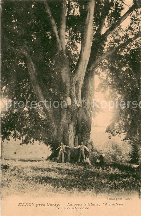 Marcy Clamecy Le gros Tilleul 14 metres de circouterence