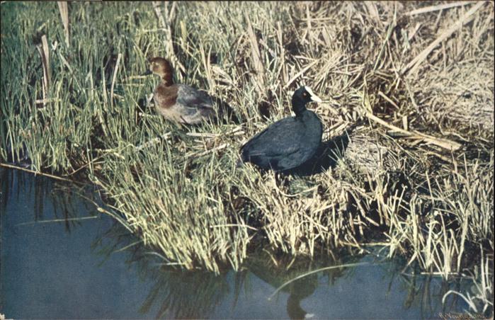 Tiere Enten Tafelente Rohrhuhn