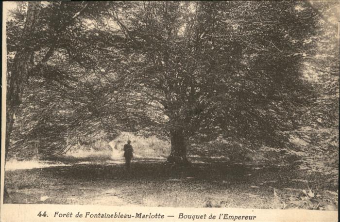 Fontainebleau Seine et Marne Foret de Fontainebleau-Marlotte Bouquet