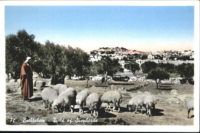 Bethlehem Yerushalayim Field Shepherds Schafe