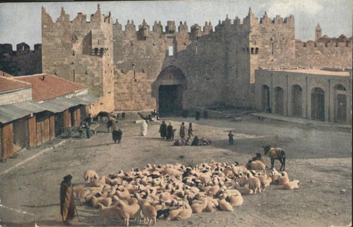 Jerusalem Yerushalayim Damaskustor Schafe