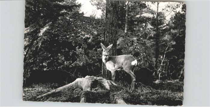 Tiere Reh Tierpark Goldau