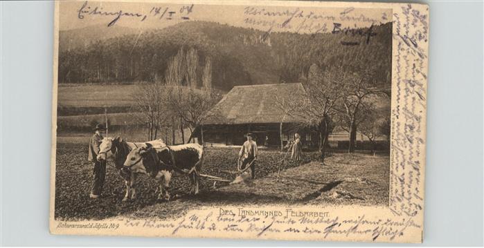 Landwirtschaft Kühe Pflug Bauern