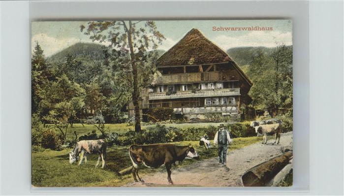 Schwarzwaldhaeuser Kühe