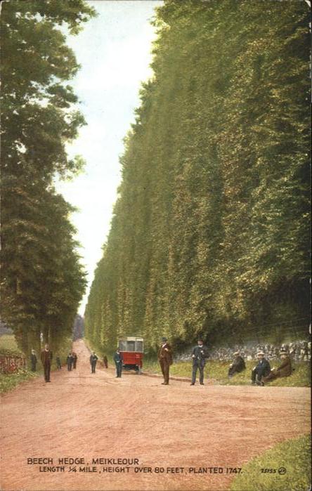 Beech Hedge Meikleour