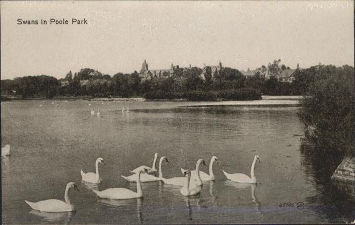 Poole Dorset Swans Park