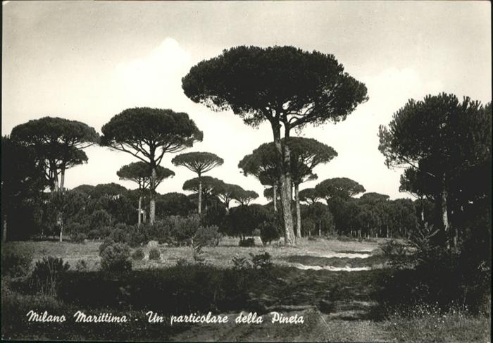 Milano Marittima Un particolare della Pineta