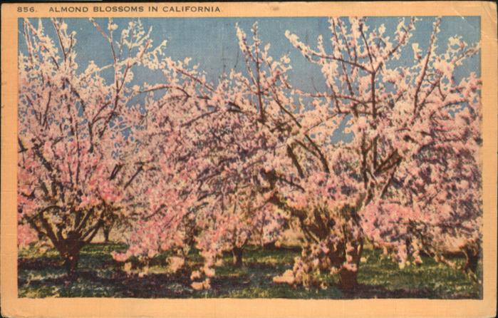 California City Almond Blossoms