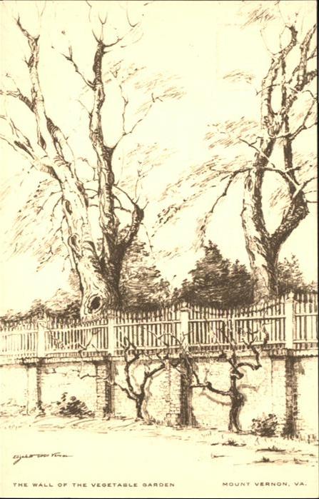 Mount Vernon Virginia Garden