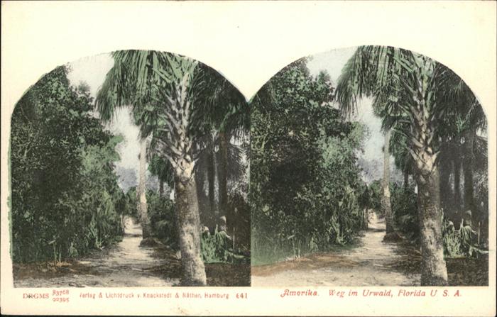 Florida Weg im Urwald Amerika