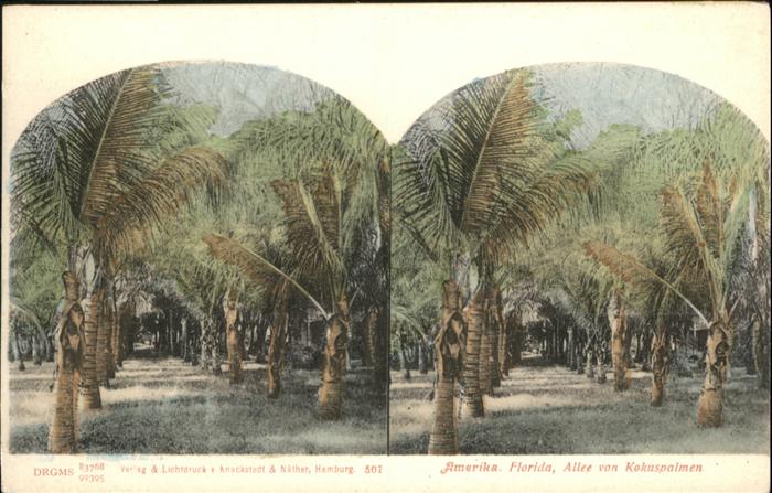 Florida Amerika Allee Kokuspalmen