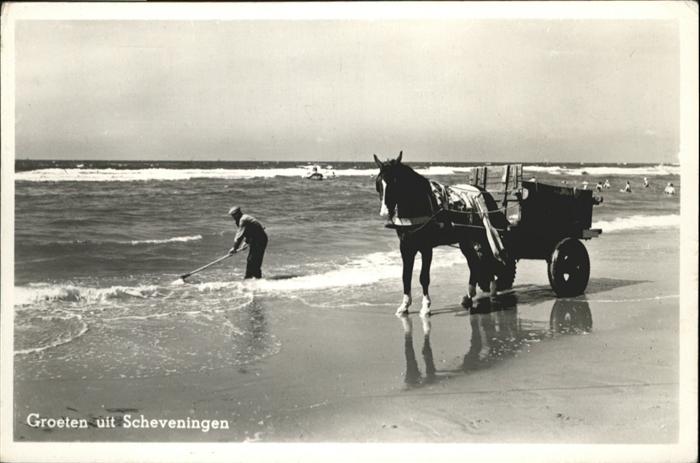 Scheveningen Pferd