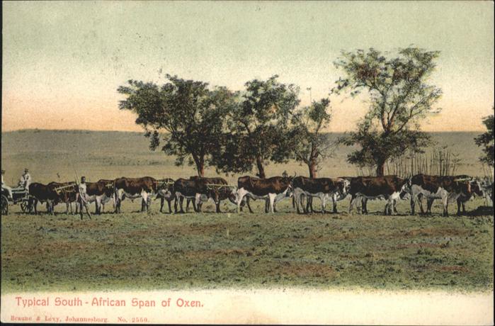 Suedafrika Span of Oxen