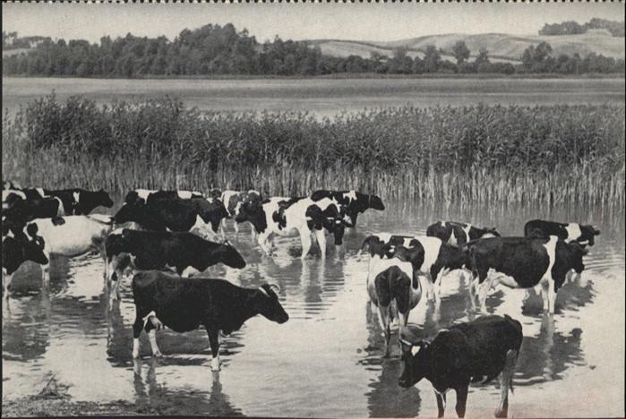 Loetzen Masuren Gizycko Taitasee Kuehe
