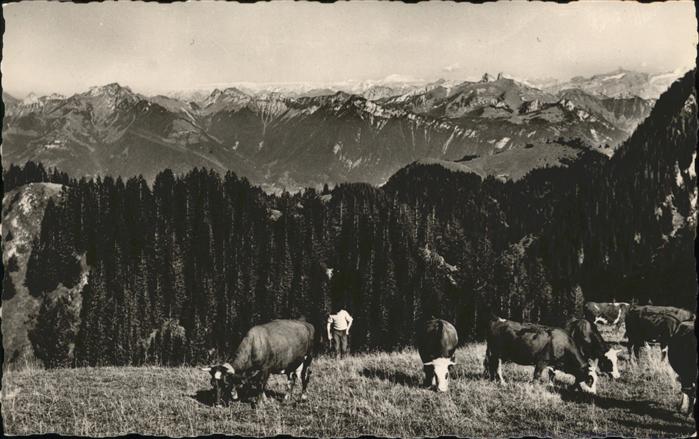 Thollon-les-Memises Kühe