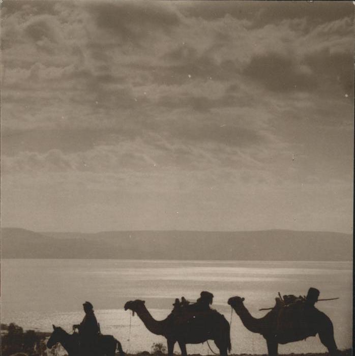 Kamel  Camel Chameau