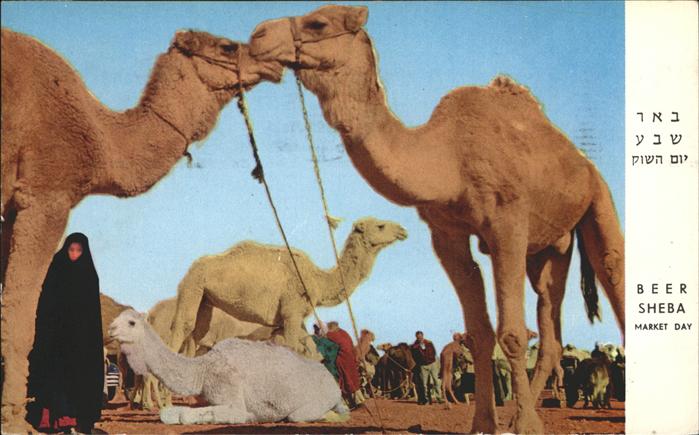 Kamel Camel Chameau Beer Sheba