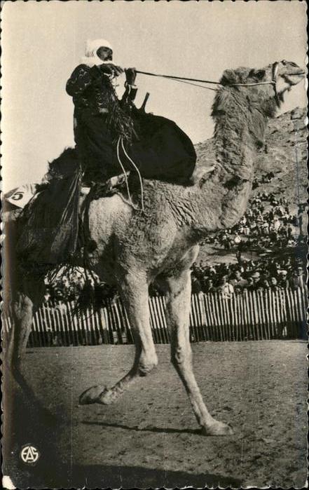 Kamel Camel Chameau Nord-Afrika