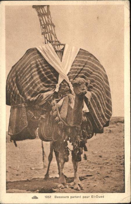 Kamel Camel Chameau Bassours partant pour El-Qued Tunesien