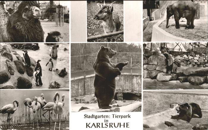 Tiere Stadtgarten Tierpark Karlsruhe Bär Ping