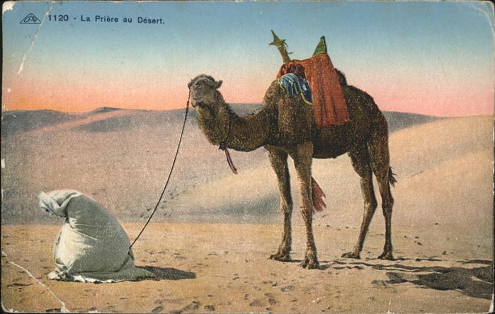 Kamel Camel Chameau Wüste La Priere