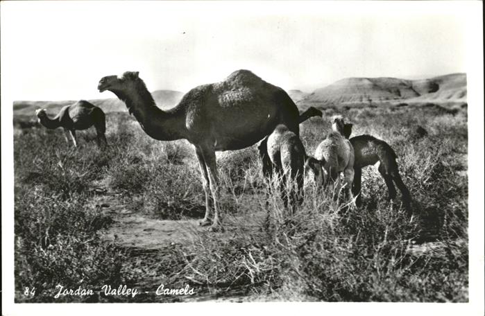 Kamel  Camel Chameau Jordan