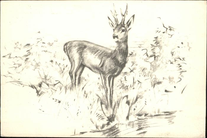 Tiere Rehbock Floris Tiele