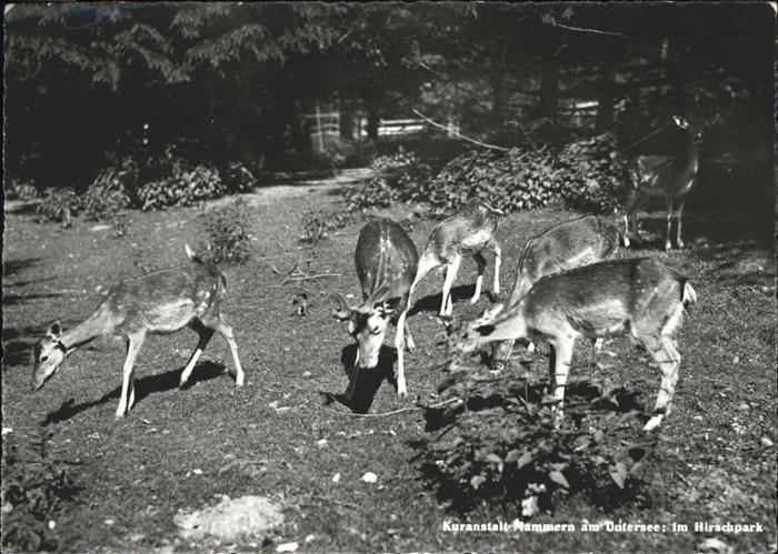 Hirsch Hirschpark Mammern Kuranstalt Untersee