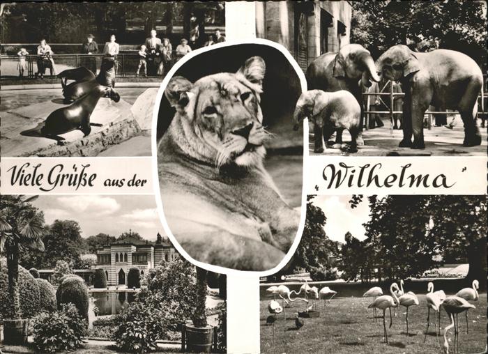 Dickhaeuter Wilhelma Löwe Bad Cannstatt