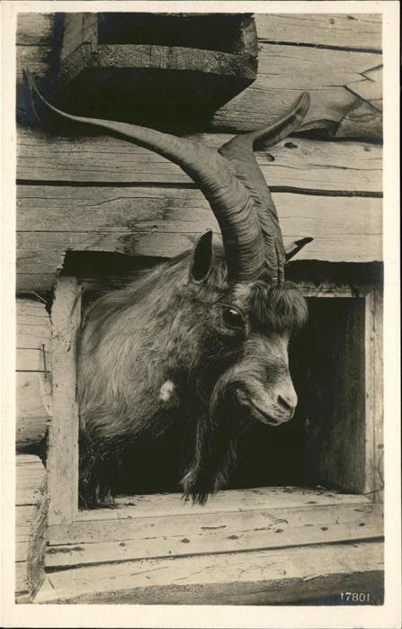 Tiere Steinbock Kilchberg