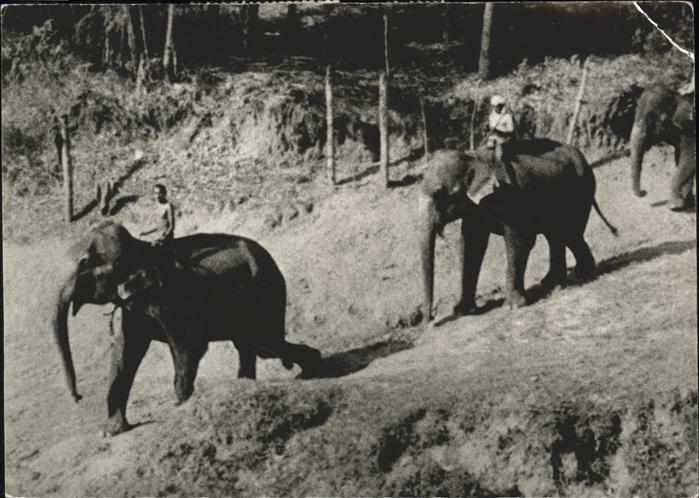 Dickhaeuter Elefanten