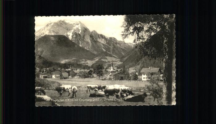 Mayrhofen Zillertal Gruenberg Kuehe