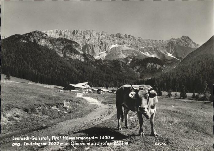 Leutasch Hämmermoosalm Kuh