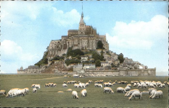 Schafe Mont Saint-Michel Manche