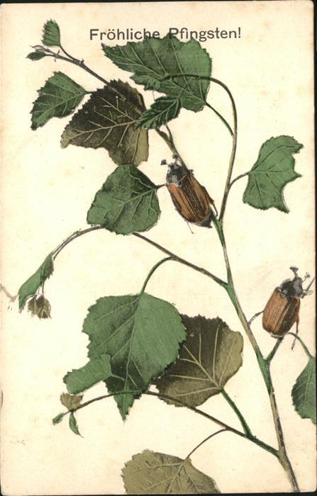 Maikaefer Cockchafer Hanneton Pfingsten