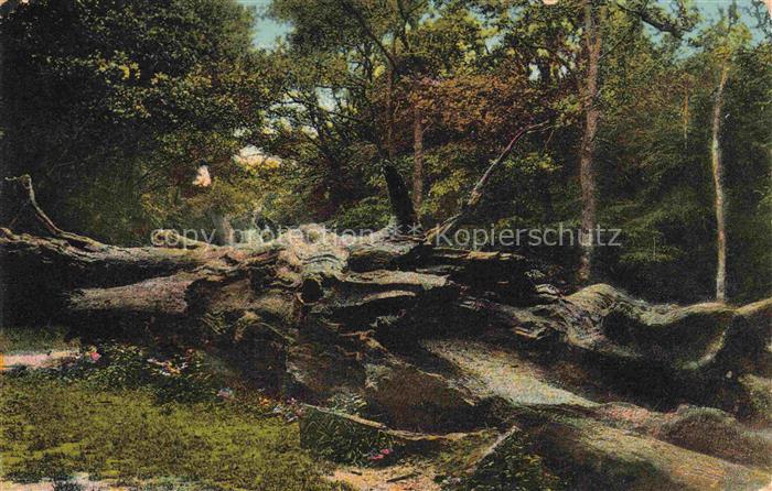 Hasbruch Hude Oldenburg Niedersachsen Roon-Eiche Eiche Baumstamm umgestuerzt Lau