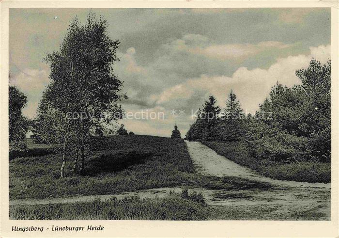 Hingstberg Tostedt Harburg Niedersachsen Heideweg Birken Nadelwald Heide Natursc