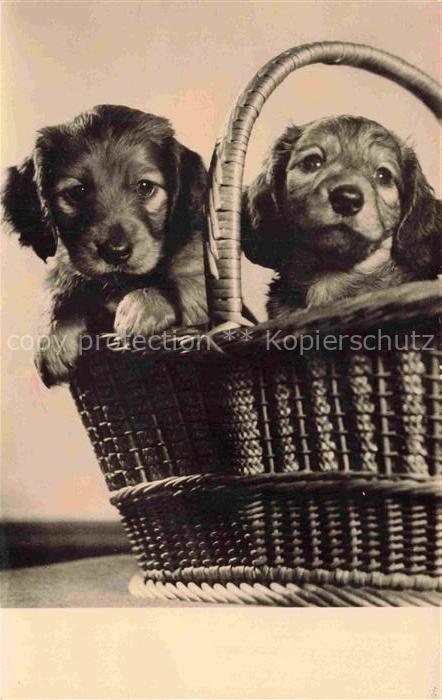 Dackel Dachshund Teckel Hunde dogs Chiens Cani-- Koerbchen
