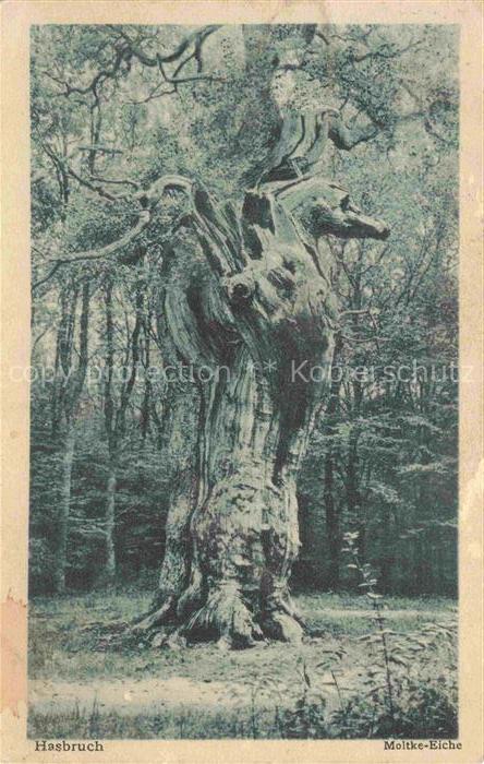 Baeume Trees Arbres Arboles Hasbruch Molke Eiche