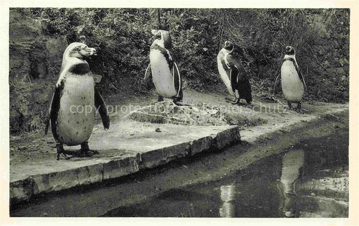 Pinguin Nordland Osnabrueck