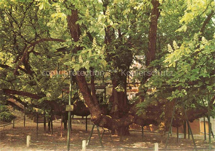 Baeume Trees Arbres Arboles Hitzacker Riesenkastanie