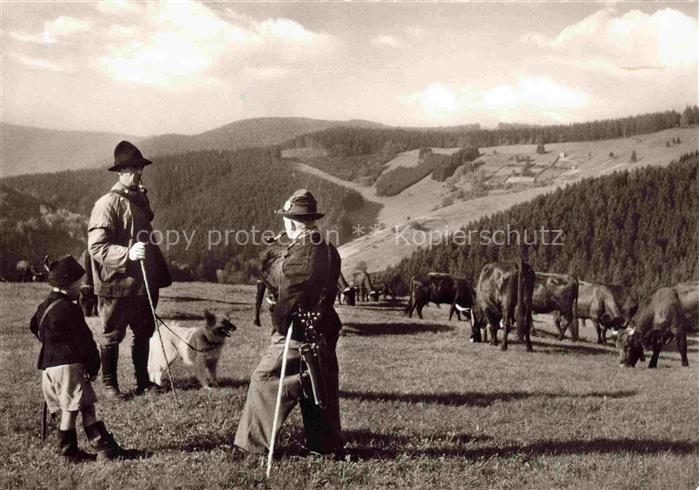 Kuehe Cows Vaches Vaccas-- Oberharz Hirten mit Herde