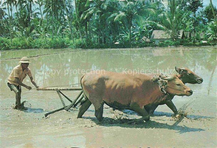 Landwirtschaft Agriculturo Agriculture-- Kuehe Sawahnya bali