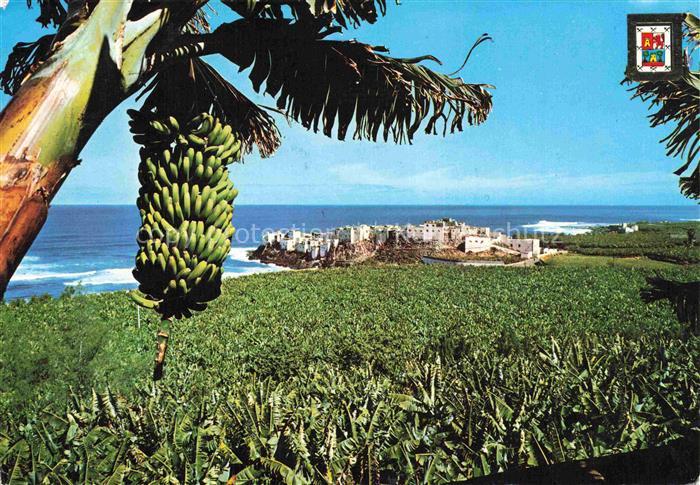 Bananen Bananas Bananes-- Gran Canaria Palataneras