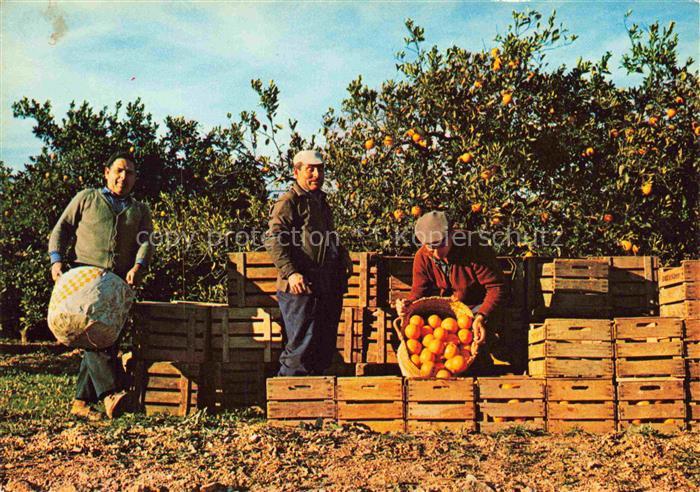 Orangen Oranges Naranjas-- Casa del Mas
