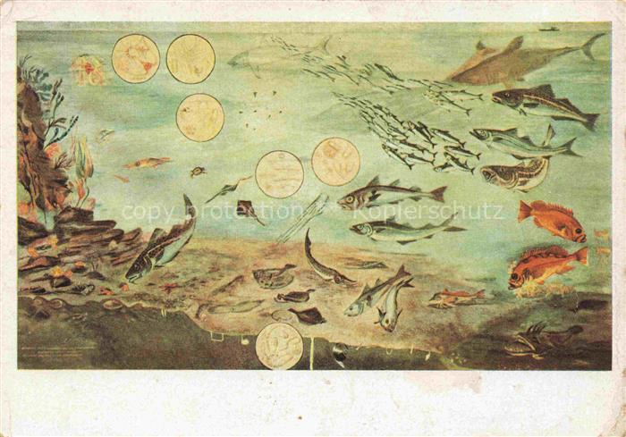 Fische Fish Poissons Peces Pesci-- Kabeljau Koehler Schellfisch Rotbarsch Helgol