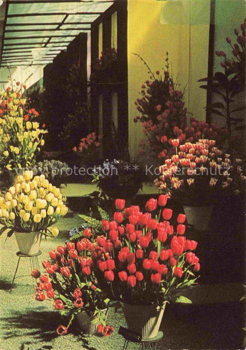 IGA Gartenbauaustellung International Hamburg Blomenschau in der halle Tulpen