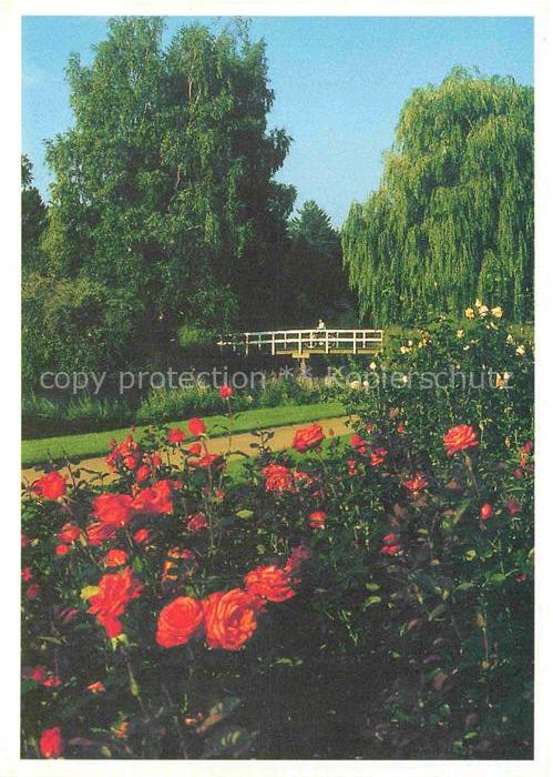 Uetersen Pinneberg Schleswig-Holstein Rosarium Rosen Teich Bruecke Trauerweide B
